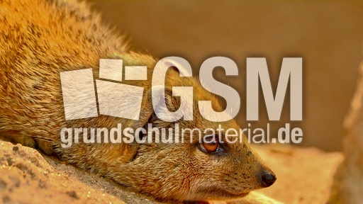 Fuchsmanguste (4).jpg